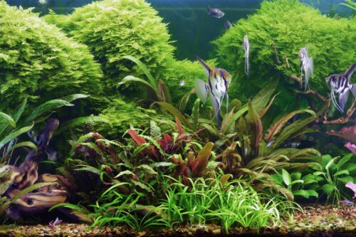 Wie sollte die Wassertemperatur im Aquarium sein?
